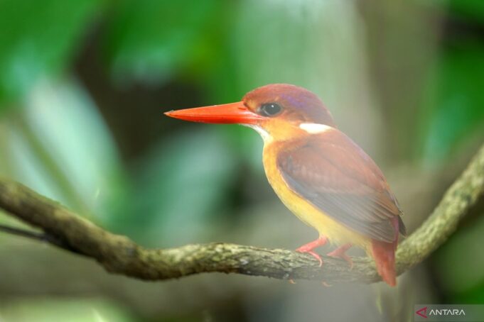 New bird species discovered in Indonesia, highlighting biodiversity