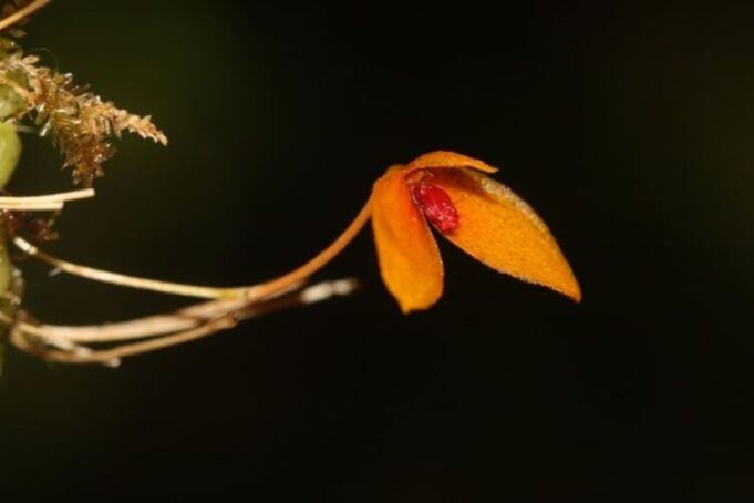 New species of orchid discovered in Kalimantan
